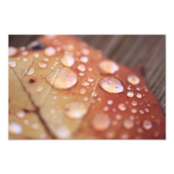 November Rain Photographic Print