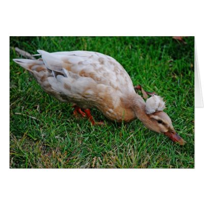 Now THAT's A Duck With A Dooo! Cards by AngelasFocusedOnYou