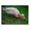 Now THAT's A Duck With A Dooo! cards by AngelasFocusedOnYou Now THAT's A Duck With A Dooo! cards