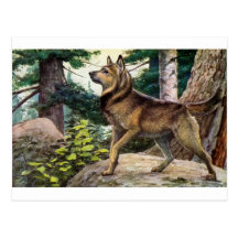 Nowegian elkhound post card