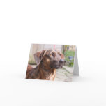 Nowzad Rescue Dog Brin Notecard