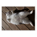 nubbie card
