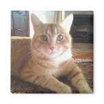 Nubby the cat refrigerator magnets