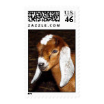 Nubian Buckling Stamps
