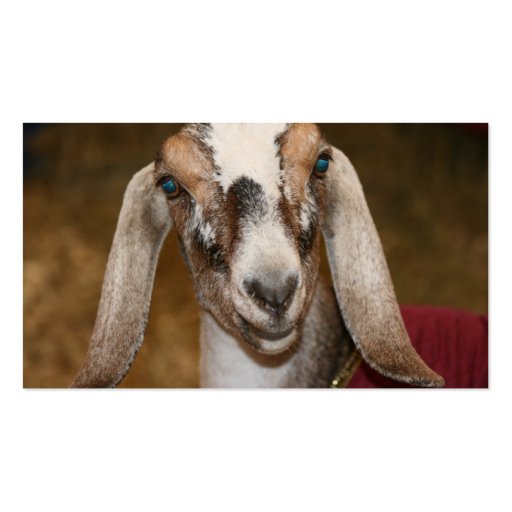 Nubian Dairy Goat Doe White Stripe Caprine Business Card (back side)