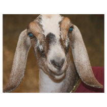 Nubian Dairy Goat Doe White Stripe Caprine Flyers