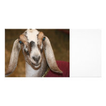 Nubian Dairy Goat Doe White Stripe Caprine Custom Photo Card