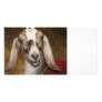 Nubian Dairy Goat Doe White Stripe Caprine Custom Photo Card
