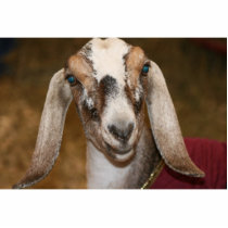 Nubian Dairy Goat Doe White Stripe Caprine Photo Cut Out