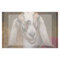 Nubian Dairy Goat Doe White Stripe Caprine Custom Stationery