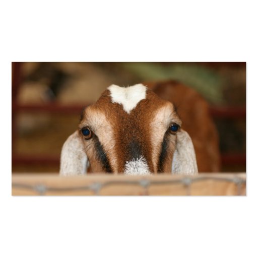 Nubian doe peeking over wooden rail business card (back side)