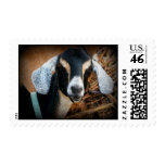 Nubian Goat Color Photo postage