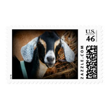 Nubian Goat Color Photo Stamp