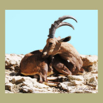 Nubian Ibex 3 posters