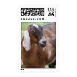 Nubian Nanny Goat Postage