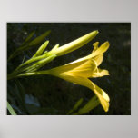Nude Profile - Lily In The Backyard Art Photo Poster
