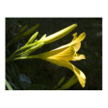 Nude Profile - Lily In The Backyard Art Photo Poster