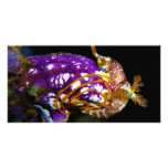 Nudibranch Laying Egg Sea Squirt Polycarpa Aurata photo cards