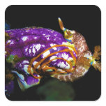 Nudibranch Laying Egg Sea Squirt Polycarpa Aurata stickers