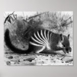 Numbat - F.W. Kuhnert Posters