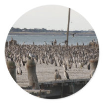 Number Of Sea Gulls On Wharf Round Stickers