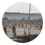 Number Of Sea Gulls On Wharf stickers