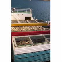 Number Of Sheep In Containers On The Large Ship Photo Cutout