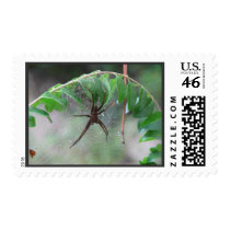 Nurse Spider and Young Stamps