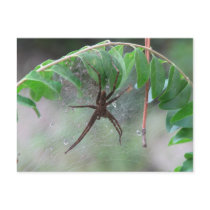 Nurse Spider and Young postcards by naturegirl7 Nurse Spider and Young postcards