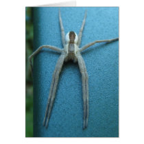 Nursery Web Spider ~ card