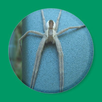 Nursery Web Spider ~ mag magnets