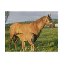 Nursing Foal postcards