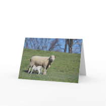 Nursing Lamb