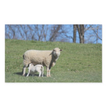 Nursing Lamb