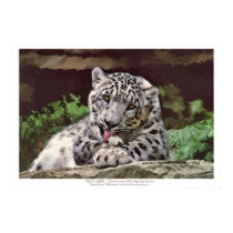 "NURTURE" Snow Leopard Art Print by RavenSpiritPrints "NURTURE" Snow Leopard Art Print