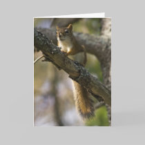 Nut Patrol Birthday Card cards