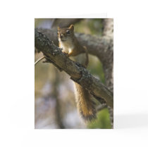 Nut Patrol Birthday Card