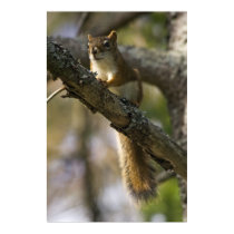 Nut Patrol fine art print