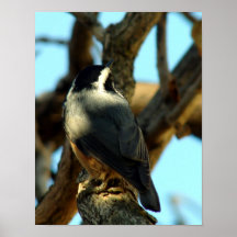 Nuthatch 10/28/07 posters