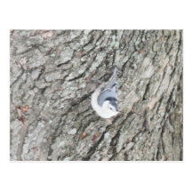 Nuthatch bird post card