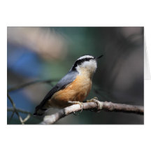 Nuthatch Cards