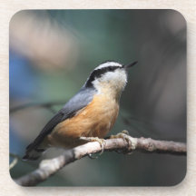 Nuthatch Coasters