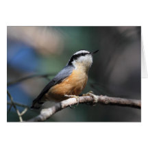Nuthatch Greeting Card