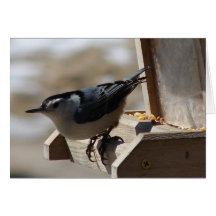 Nuthatch Greeting Card