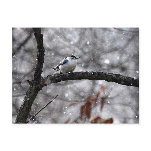Nuthatch in the Snow Postcard postcard