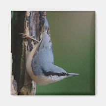 Nuthatch magnet