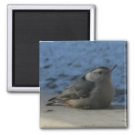 Nuthatch Magnets