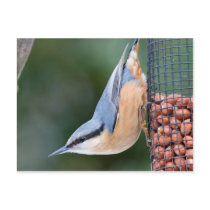Nuthatch on Feeder Postcard