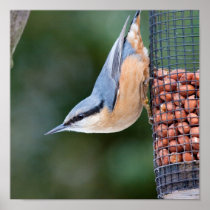 Nuthatch on  Feeder Posters