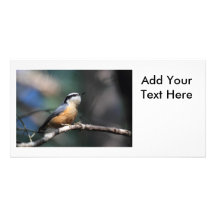Nuthatch Photo Card